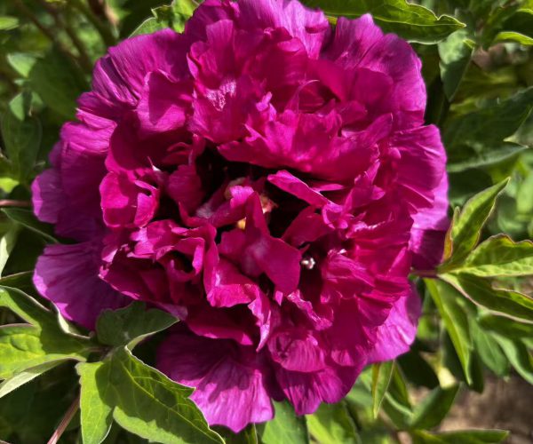 Zi zhu sha purple rockii tree peony for sale