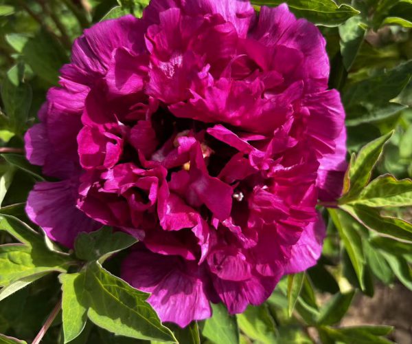 purple rockii tree peony for sale