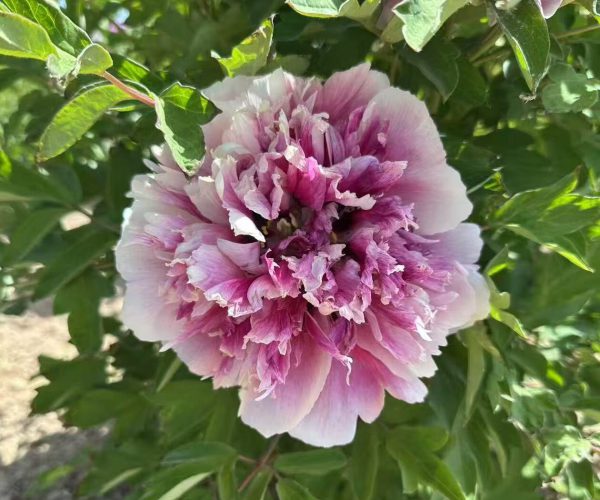 Fen Huo Tai Paeonia rockii Fen Huo Tai Paeonia rockii