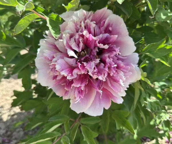 Fen Huo Tai Paeonia rockii Fen Huo Tai Paeonia rockii