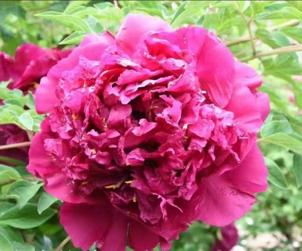 Jin Hua Zhuang Yuan red paeonia rockii for sale
