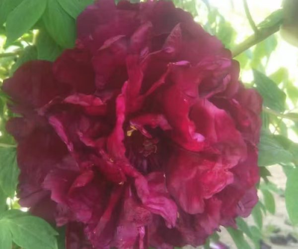 How to manage tree peony so that it can bloom