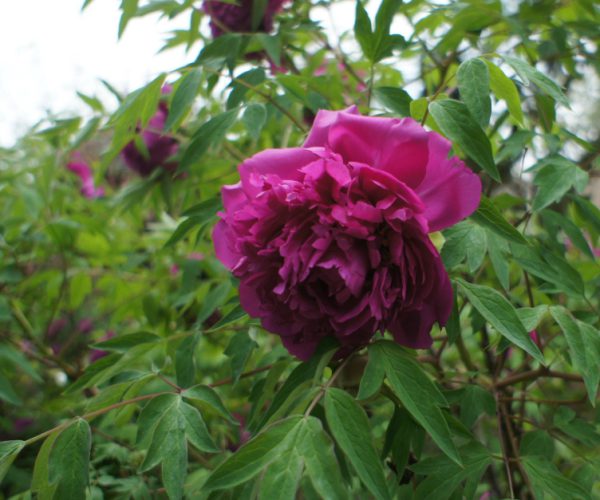 Hei Mei Gui The most fragrant tree peony variety