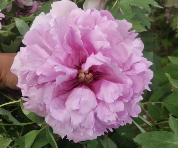 Fen Lou Cha Cui Which variety of tree peony is your favorite?