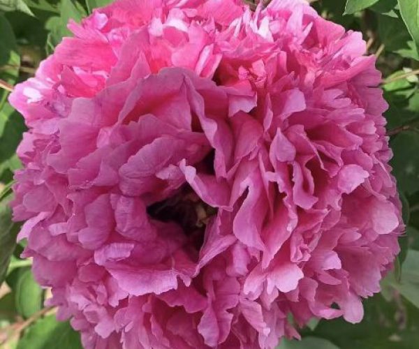 Xiong Shi Fast growing Chinese tree peony varieties