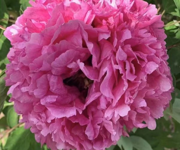 Fast growing Chinese tree peony varieties