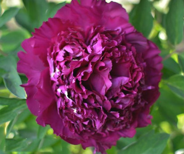 purple rocii tree peony with bare roots