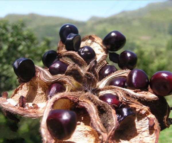 paeonia rockii seeds paeonia rockii seeds