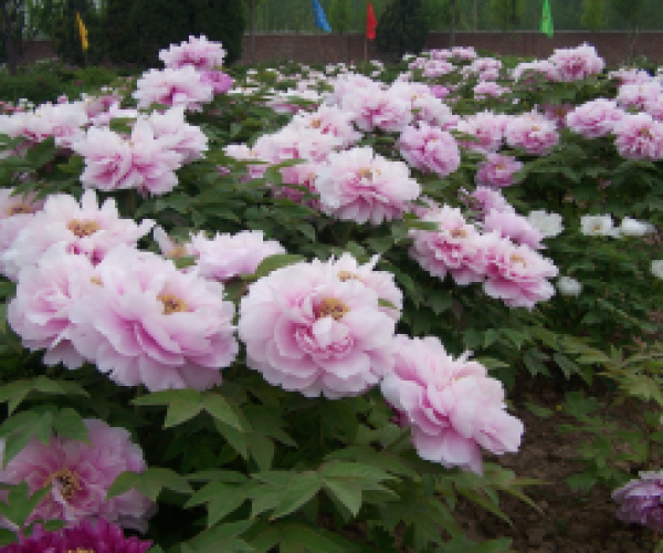 玉面桃花 玉面桃花