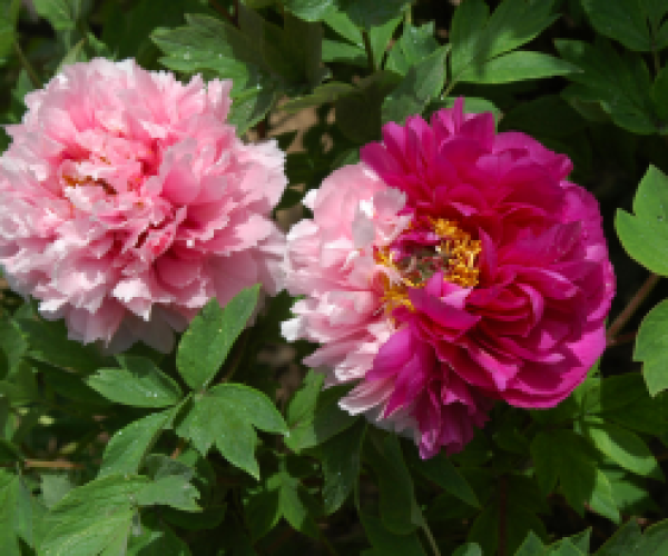 花二乔 花二乔