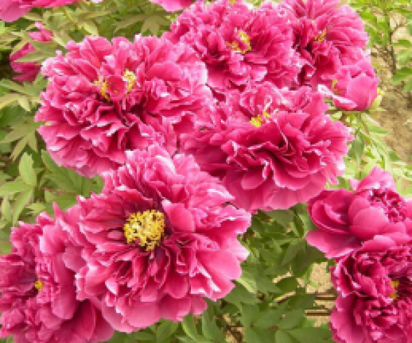花王 花王