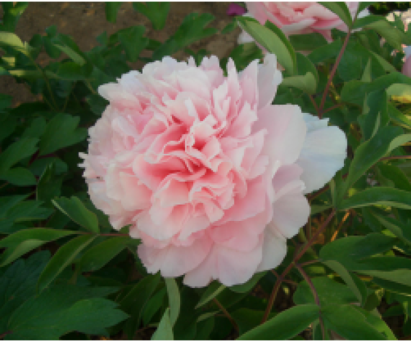 赵芬